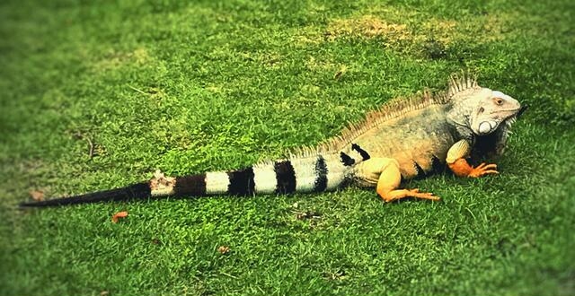 Imagen de la iguana verde.